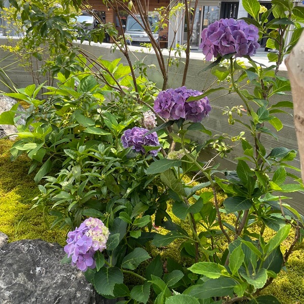 千紀園の庭の様子。アジサイを中心に。