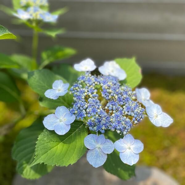 青いガクアジサイ