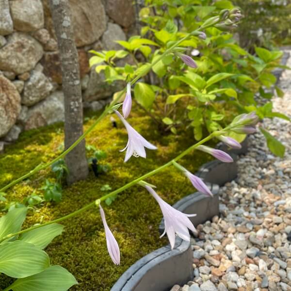 ギボウシの花アップ画像