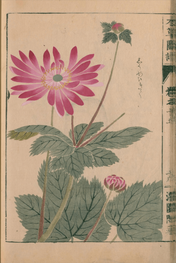 本草図譜の秋明菊の絵