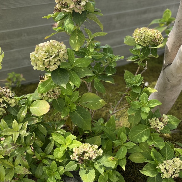 草津本店庭のアジサイ