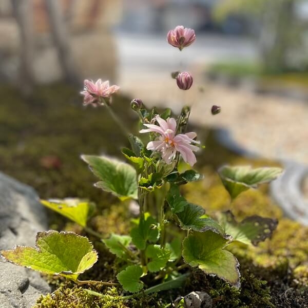 秋明菊の全体写真