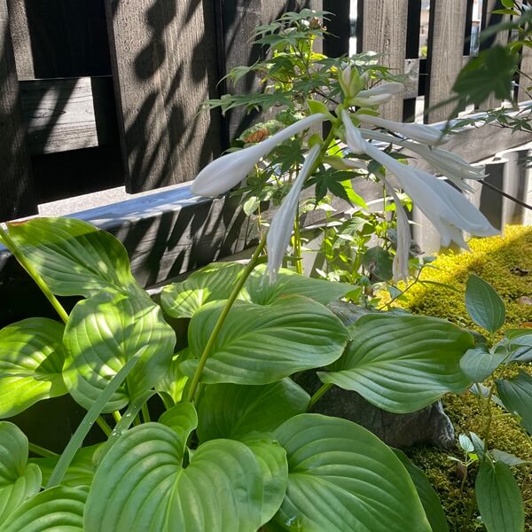 千紀園草津本店庭のギボウシ