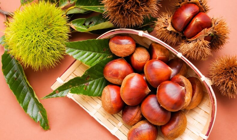 栗、収穫のイメージ