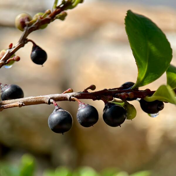 千紀園草津本店のヒサカキの実