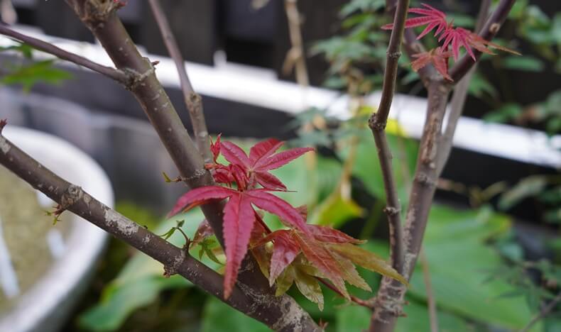千紀園茶房より見えるモミジの紅葉