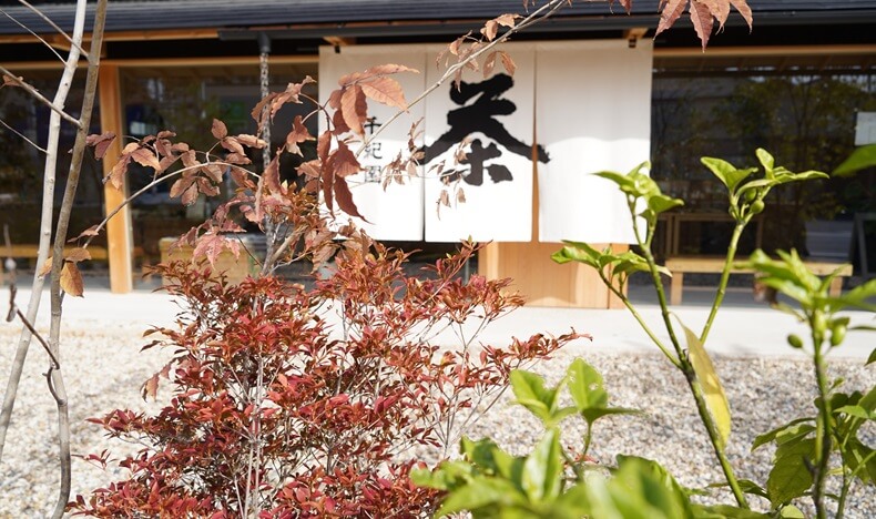 ドウダンツツジと草津本店