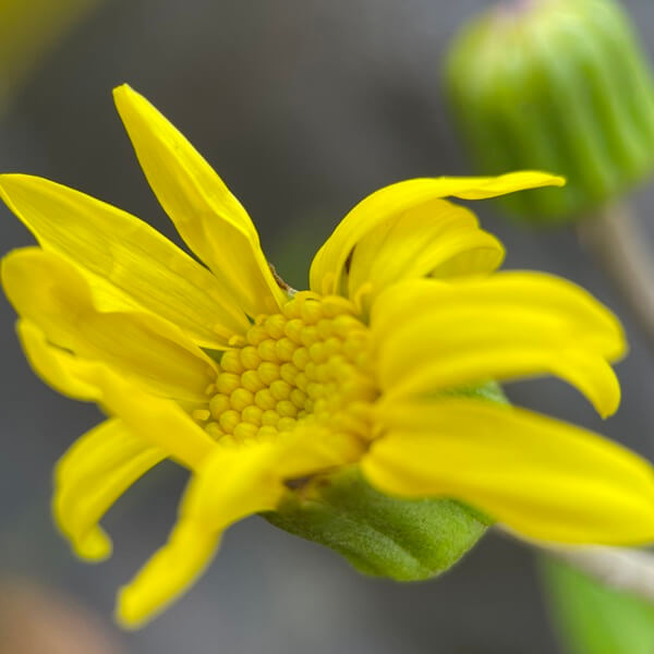 ツワブキ(茶道で茶花として使われることも)