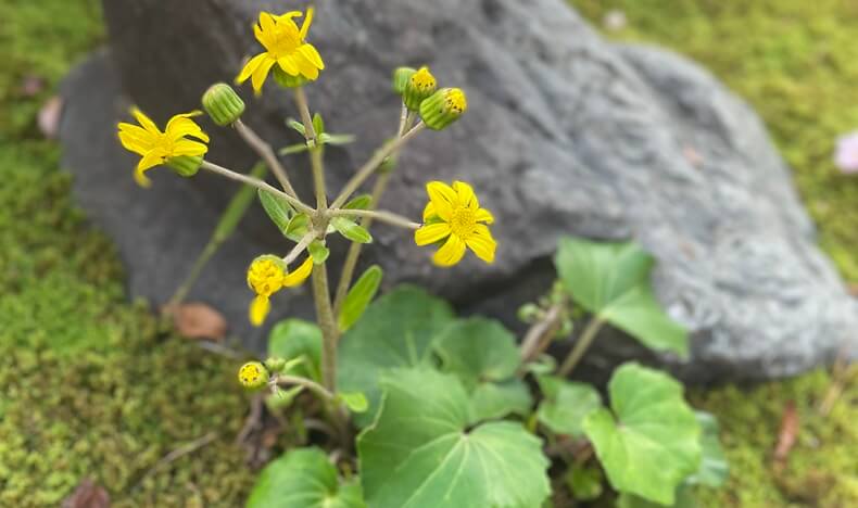 ツワブキ（茶花）