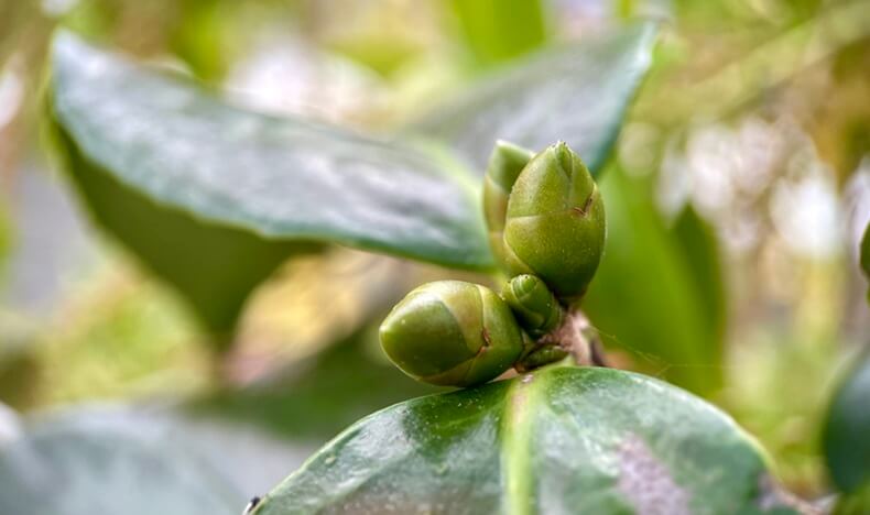 千紀園草津本店のツバキのつぼみ