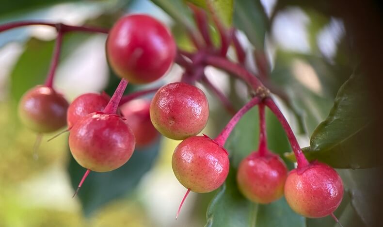 万両　マンリョウ　茶花　実もの　アイキャッチ画像