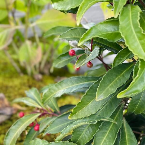 千紀園の庭の万両(マンリョウ)の実 茶花