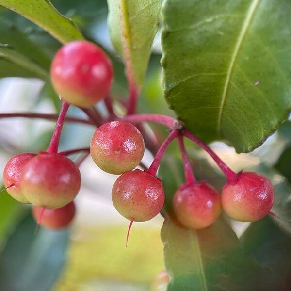 千紀園の庭の万両(マンリョウ)茶道の茶花にも使える