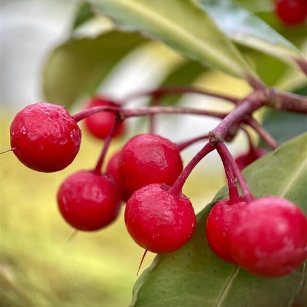 2026年1月のマンリョウ(万両)の実