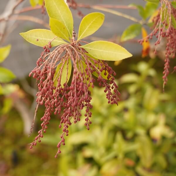 アセビ 馬酔木 茶花
