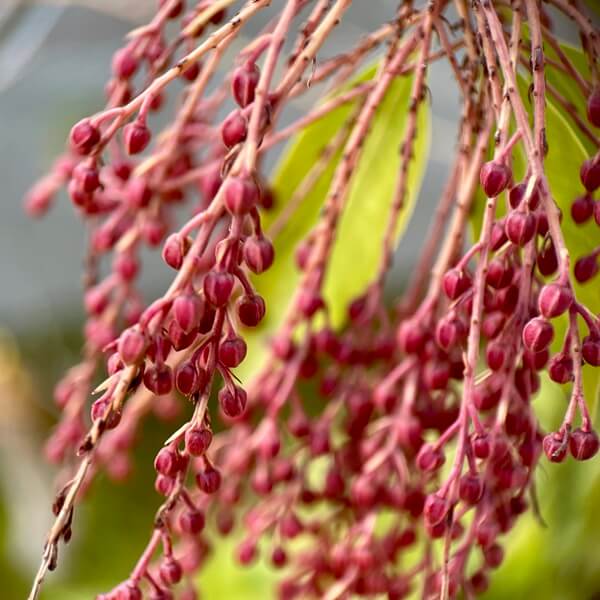 茶花 千紀園の庭の馬酔木 アセビ