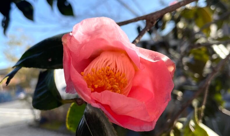 椿（ツバキ）アイキャッチ画像