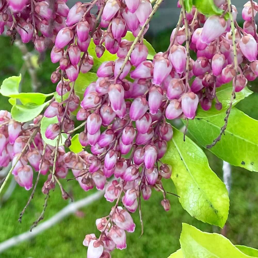 アセビ（馬酔木）の花