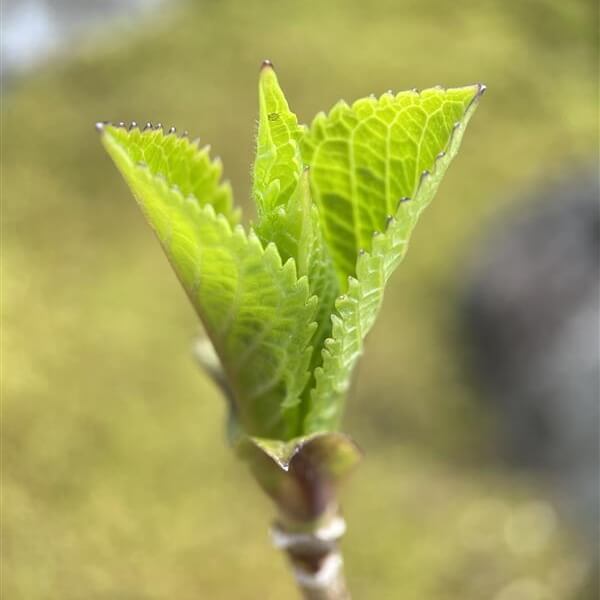 アジサイ　紫陽花の新芽