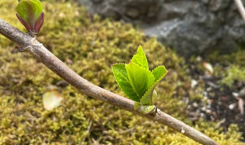 アジサイ　紫陽花の新芽