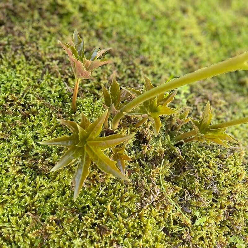 岩八手　イワヤツデ　タンチョウソウ　丹頂草の葉