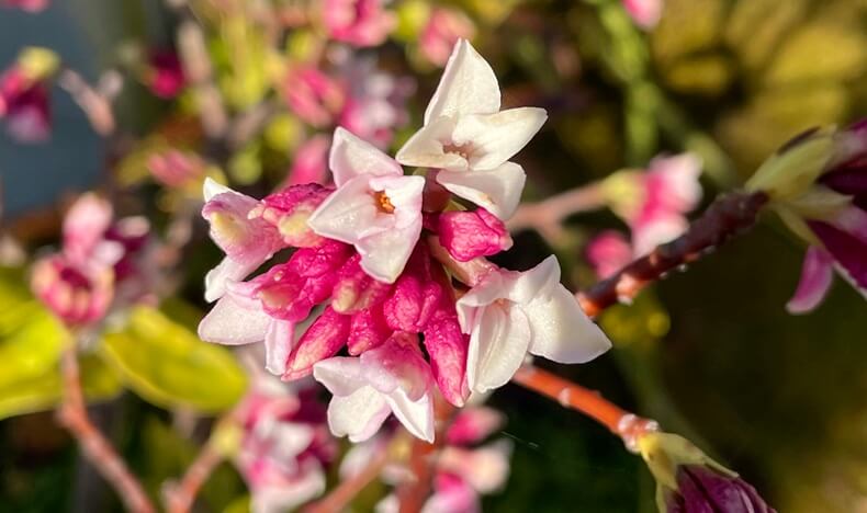 ジンチョウゲ　沈丁花　アイキャッチ画像