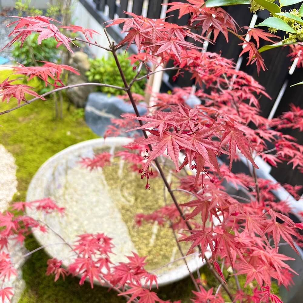 チシオモミジ（血汐紅葉）