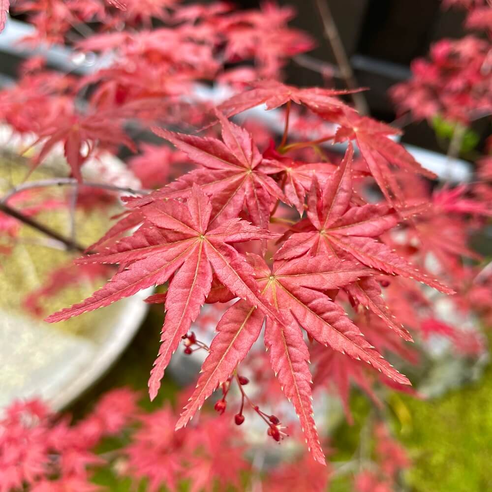 チシオモミジ（血汐紅葉）