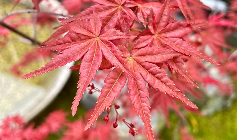 チシオモミジ（血汐紅葉）アイキャッチ画像