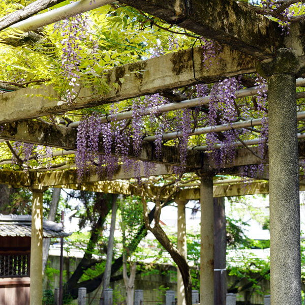 2026年4月26日、立木神社にて千紀園の宇治抹茶「喜寿」を使用したお茶会「藤まつり 春のお茶会」が開催されました