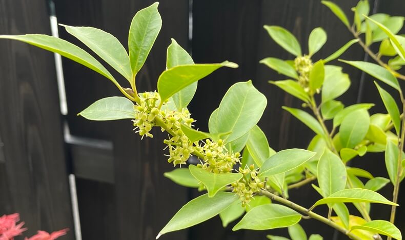 千紀園中庭のシイモチアイキャッチ画像