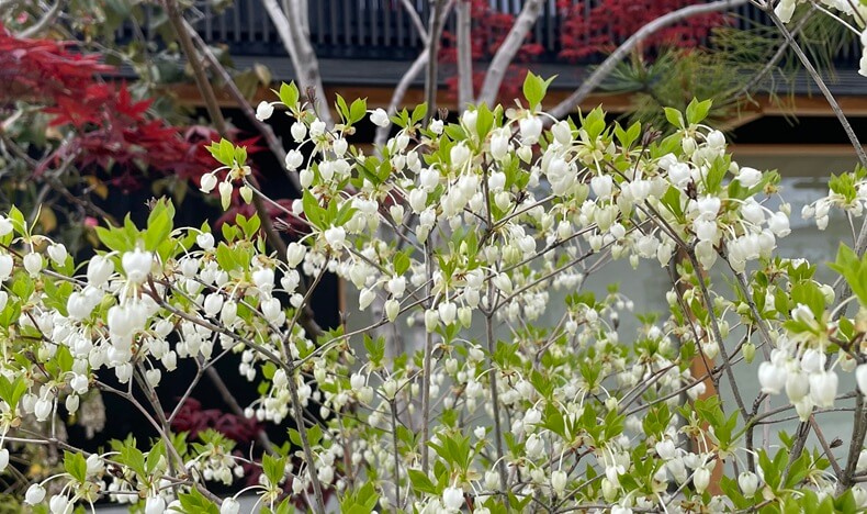 ドウダンツツジ　アイキャッチ画像