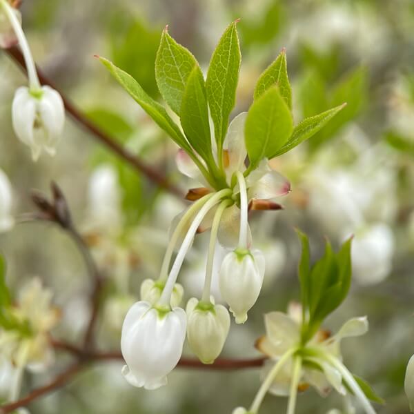 茶花　ドウダンツツジの花