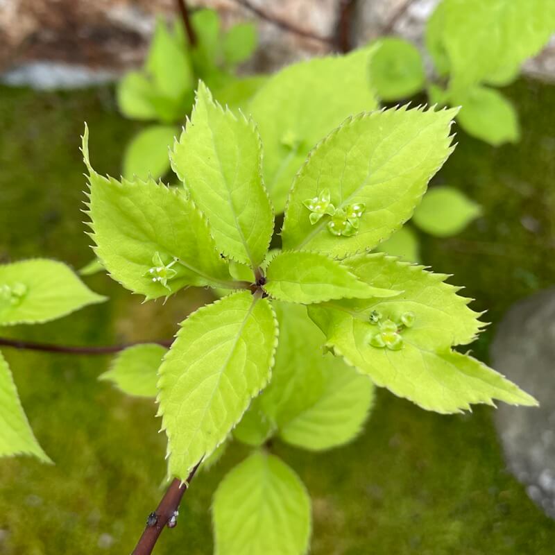 草津市の抹茶カフェ千紀園の庭のハナイカダ