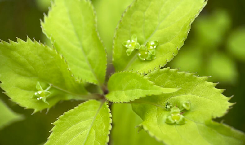 草津市の抹茶カフェ千紀園の庭のハナイカダアイキャッチ画像