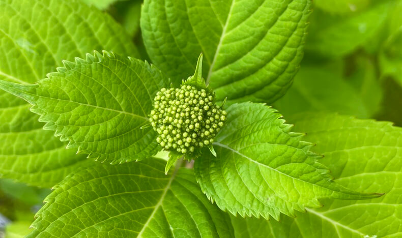 千紀園草津本店のアジサイの花芽　アイキャッチ画像