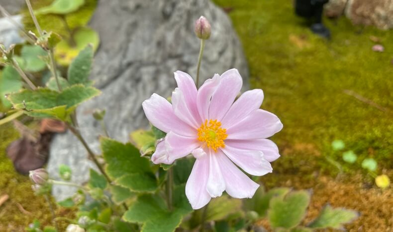秋明菊アイキャッチ画像