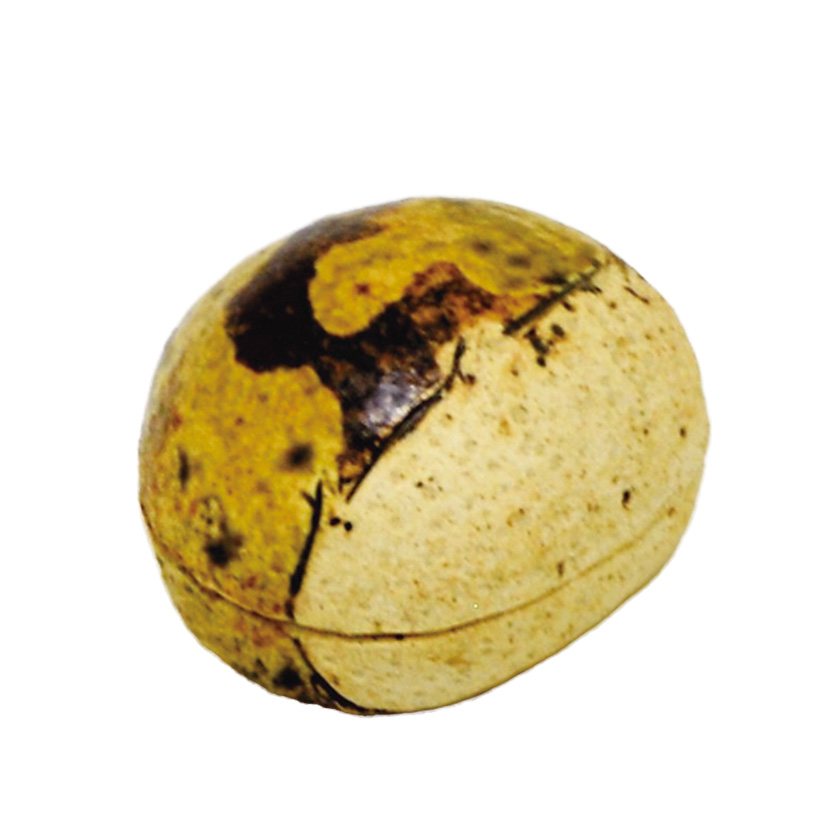 茶道具 香合（こうごう） 益子焼 香合 伊羅保 栗 三武 信家